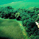 MATA CILIAR - Foto - Departamento de Agricultura dos EUA